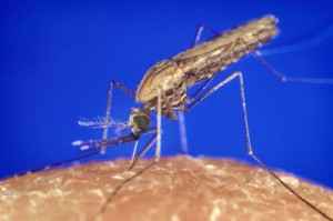 Anopheles Mosquito