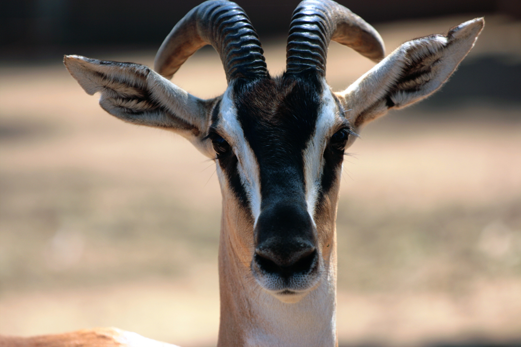 Gazelle