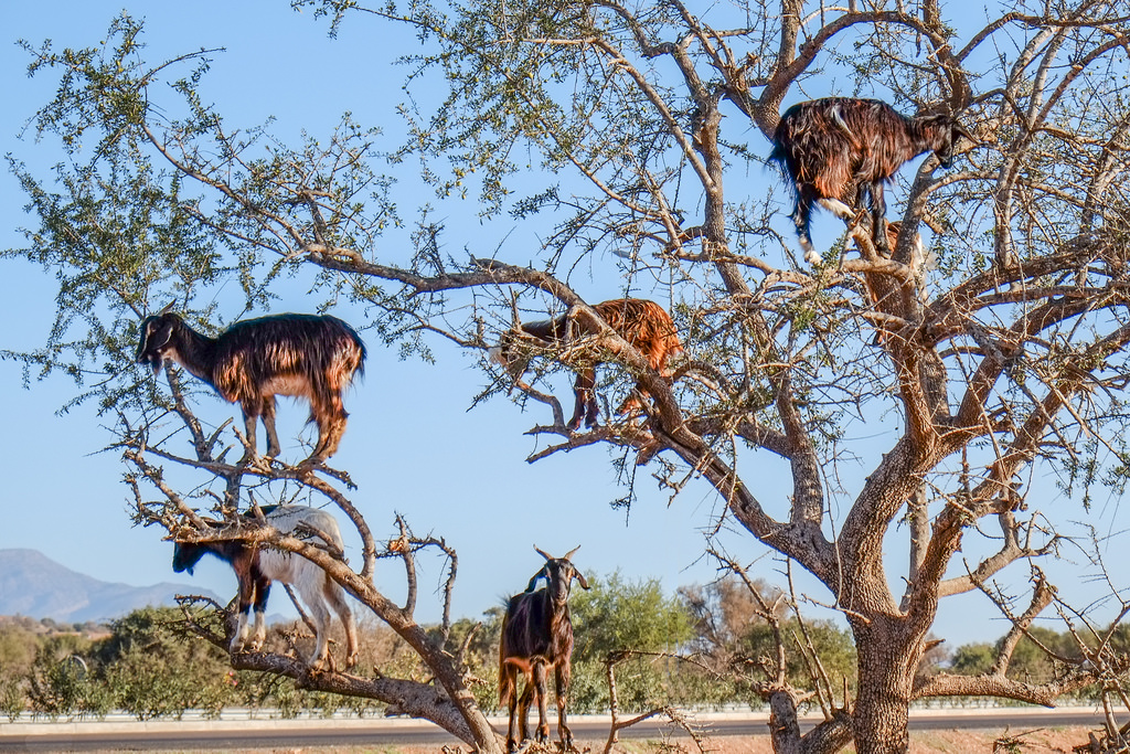 Ziegen auf Arganbaum