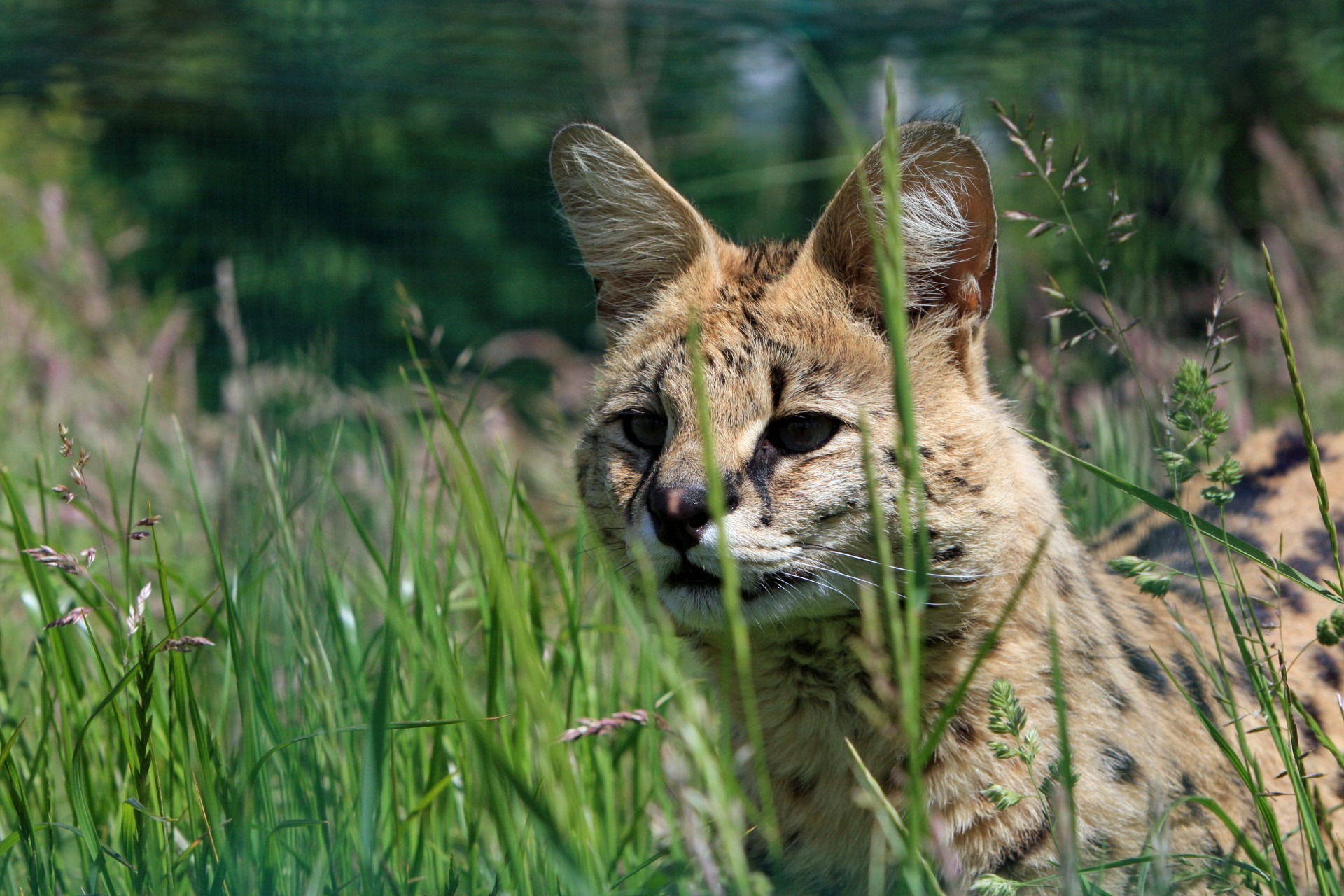 marokko-serval