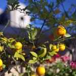 Orangenbaum im Innenhof eines Riads