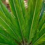 Jardin Majorelle 1