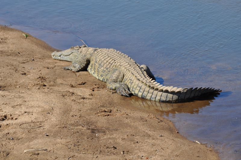 Nilkrokodile gibt es auch in der Nähe des Nassersee Nilkrokodile gibt es auch in der Nähe des Nassersee