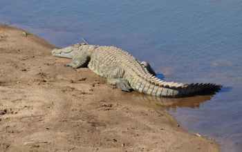 Nilkrokodile gibt es auch in der Nähe des Nassersee Nilkrokodile gibt es auch in der Nähe des Nassersee