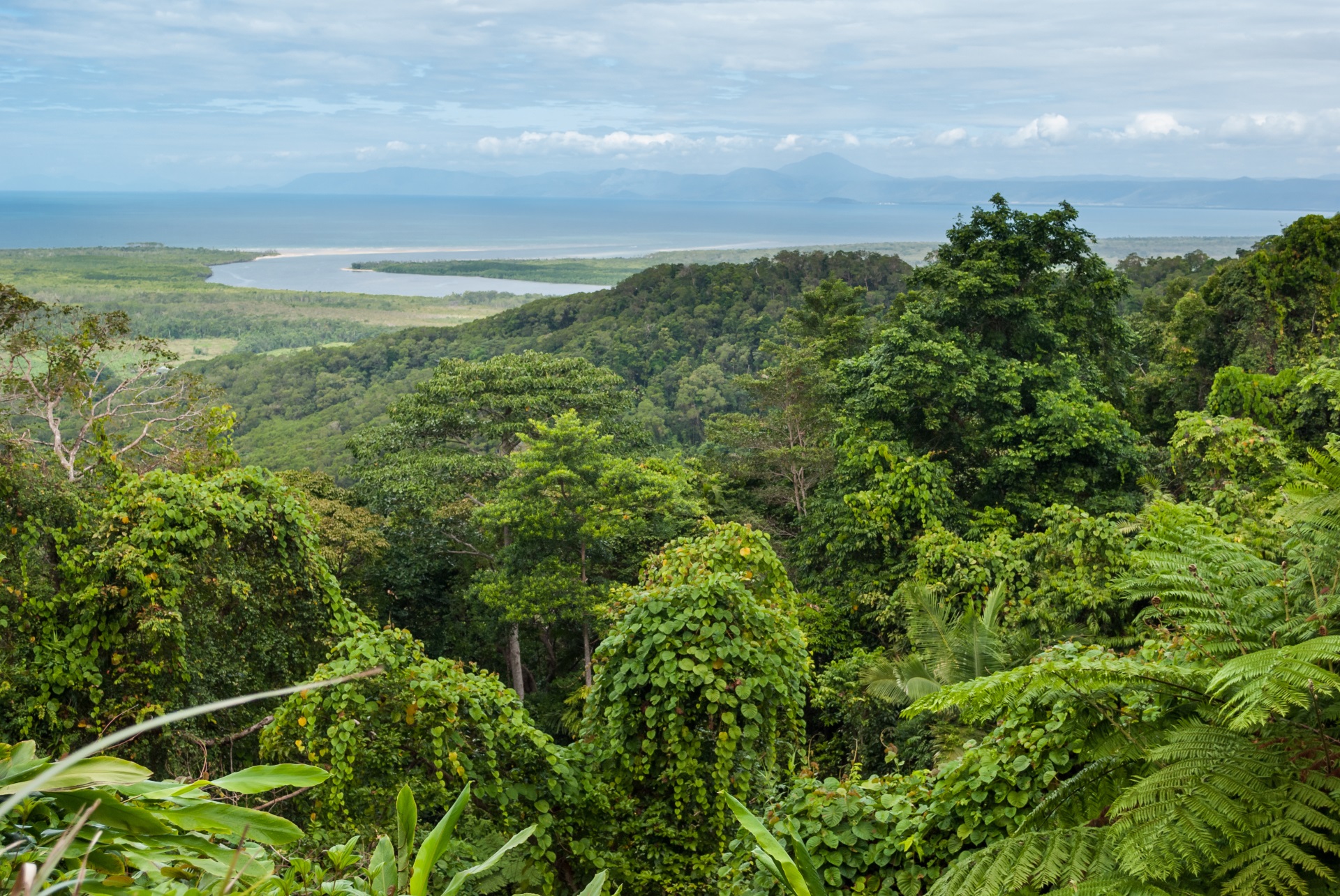 Der Daintree National Park