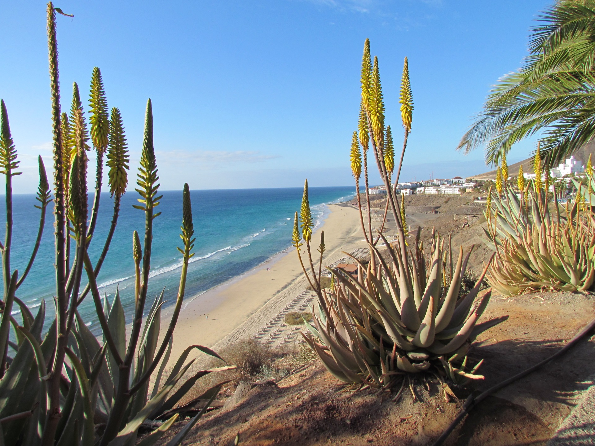 Alleine nach Fuerteventura. Wir haben die passenden Angebote.