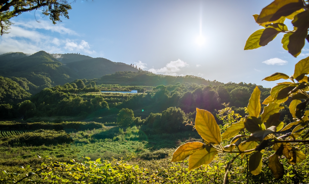 Der Lorbeerwald Los Tilos auf La Palma.