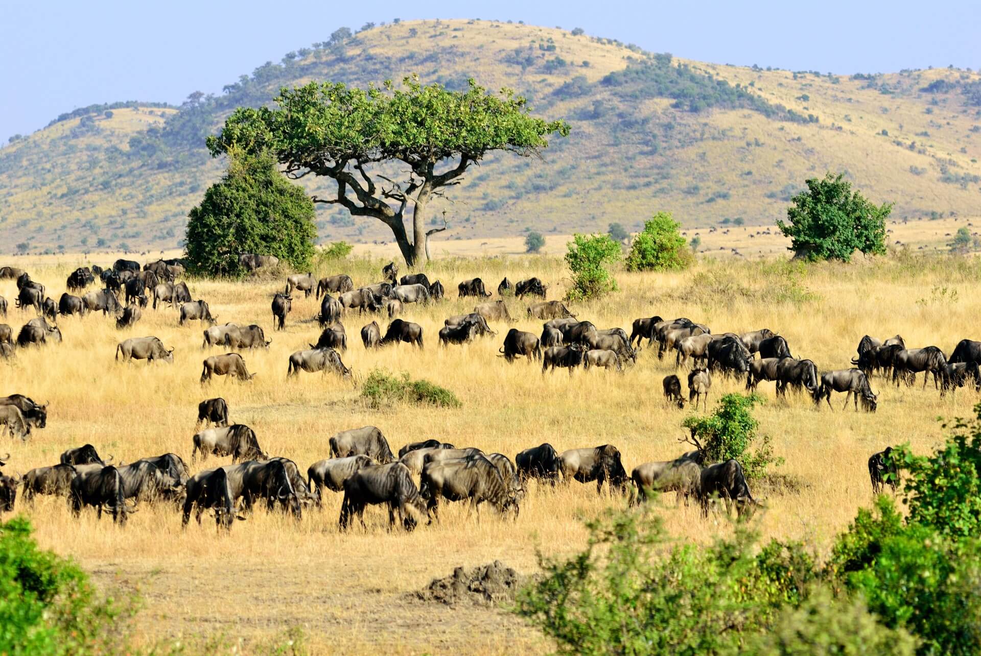 Masai Mara Nationalpark
