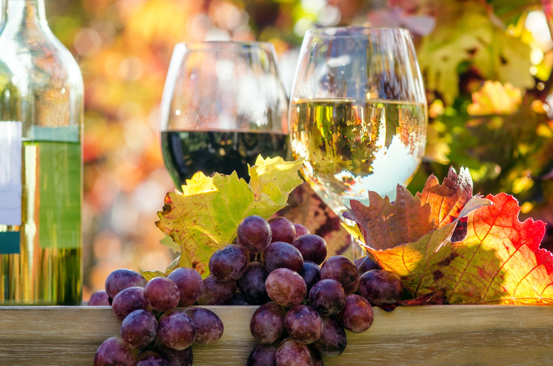 Weinprobe im Herbst