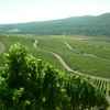 Weinberge Weinstrasse