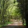 durch den Wald