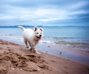 Hund am Strand