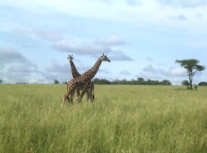 Giraffen auf einer Safari in Afrika