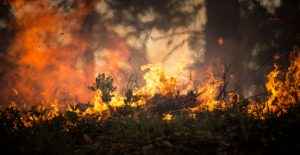 Waldbrand Symbolfoto