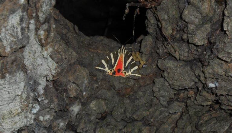 harlekin-schmetterling