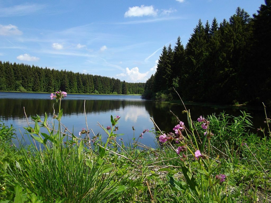 Natur im Harz