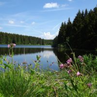 Natur im Harz