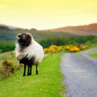 Schaf in Irland