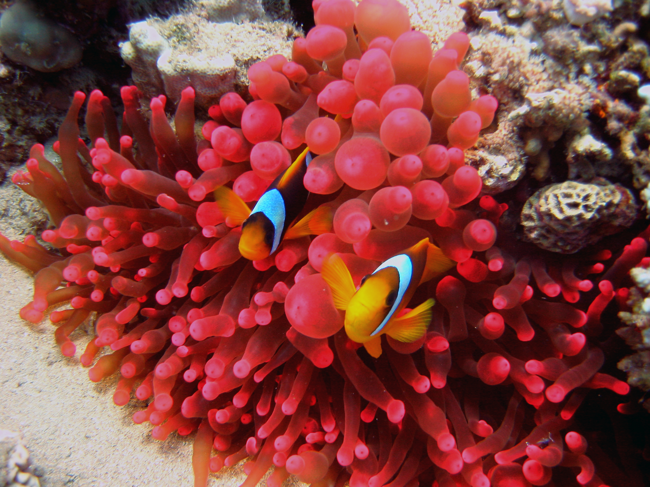 Anemonenfische im Korallenriff