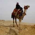 Kamel in der Wüste Sinai