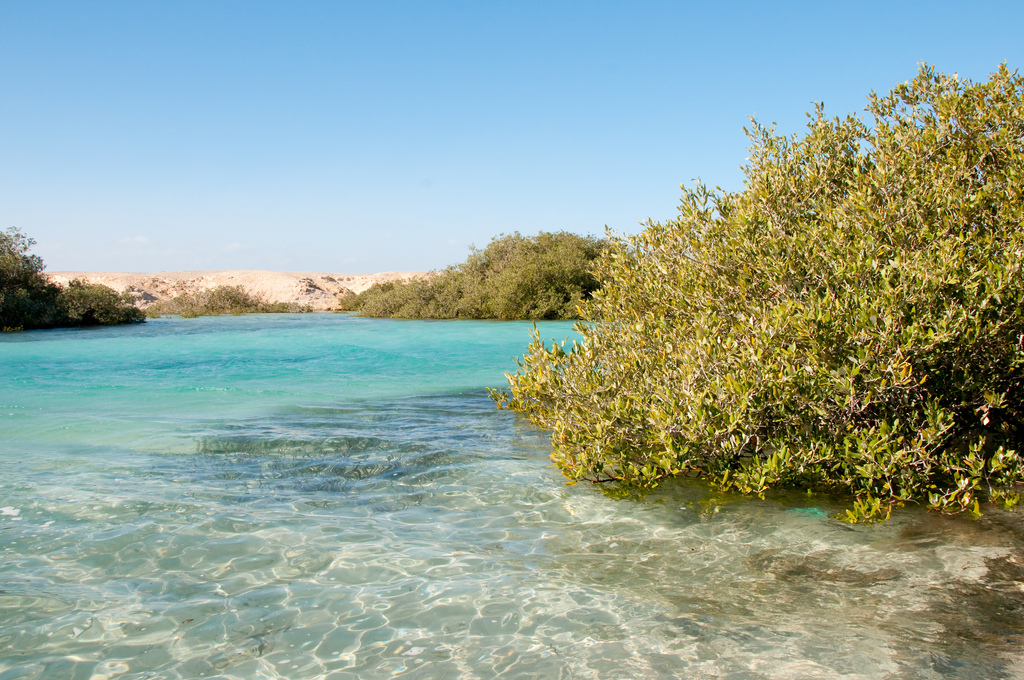 Mangroven im Nationalpark Ras Mohammed