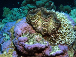 Korallen am Paradise Reef