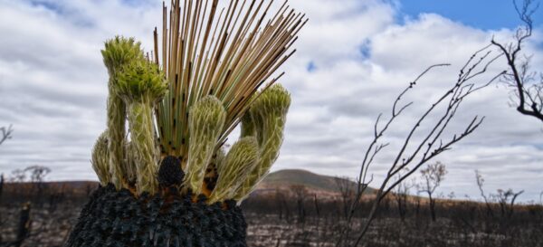 Hilfe bei Buschfeuer: Australien lockert Einreisebestimmungen