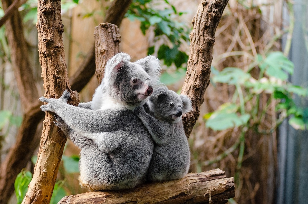 Koalas in Australien