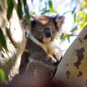 Koala, Australien