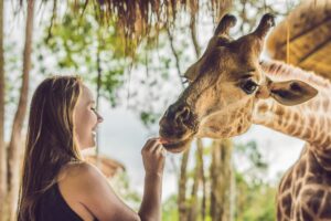 Giraffe