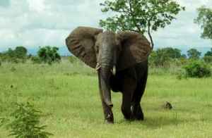 Elefant in Togo