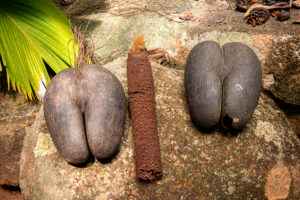Coco de Mer