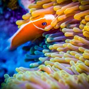 Korallenriff mit Clownfisch