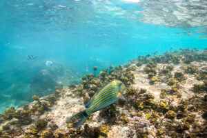Schnorcheln vor Praslin