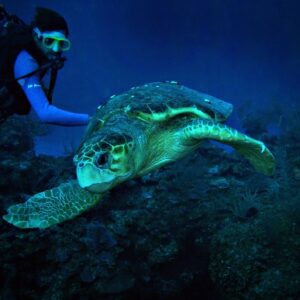 Tauchen in der Ambergris Caye