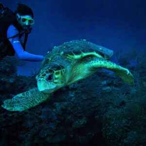 Tauchen in der Ambergris Caye