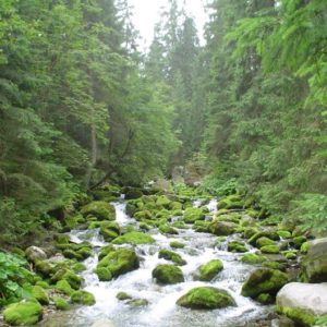 Bergbach, Tatry, Polen