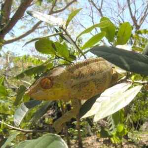 Chameleon, Madagaskar