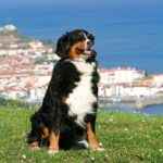 Hund Frankreich