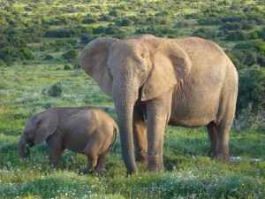 Elefant Addo Elephant Park