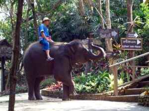 Thailand – eines der letzten Rückzugsgebiete für den Asiatischen Elefanten