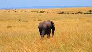 Wildnis in Kenia Wildnis in Kenia