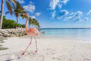Flamingos am Strand