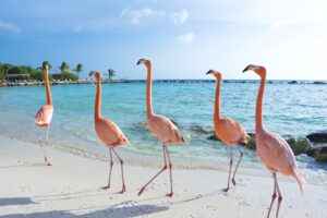 Flamingos am Strand auf Aruba