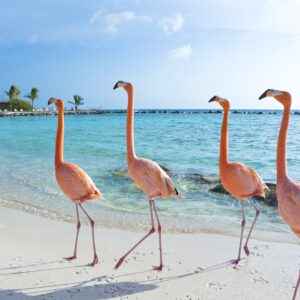 Flamingos am Strand auf Aruba