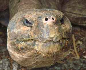 Schildkröte in Malaysia