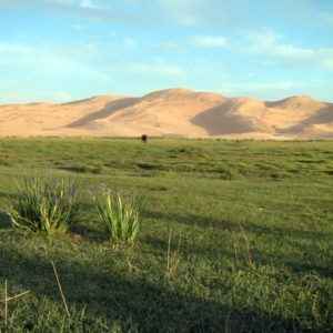 Gobi Wüste, Mongolei