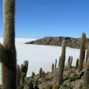 Kakteen, Salar de Uyuni, Bolivien
