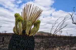 Buschfeuer Australien