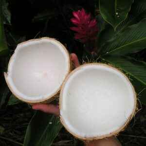Kokosnuss